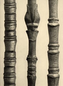 Cornus Nuttallii 1929 (fotogravyr)